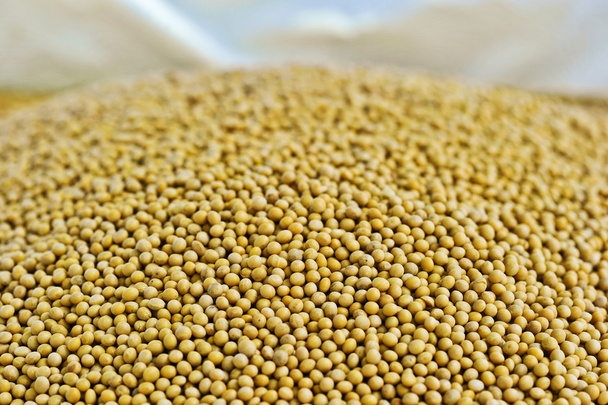 Lots of soybean background - Foto, Imagem