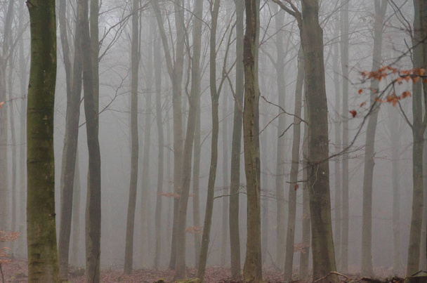 fog in a beech forest in winter without snow and leaves - Φωτογραφία, εικόνα