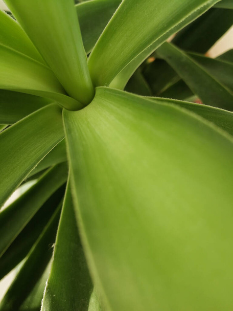 Zamykamy jucca indoor plant. Palma Jucca i jej długie zielone liście. Centrum dekoracyjne houseplant, które sprawiają, że zielone tło kwiatowe.  - Zdjęcie, obraz
