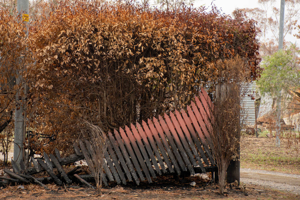 Australský keř po požáru: Spálený plot v Balmoral Village, Austrálie - Fotografie, Obrázek