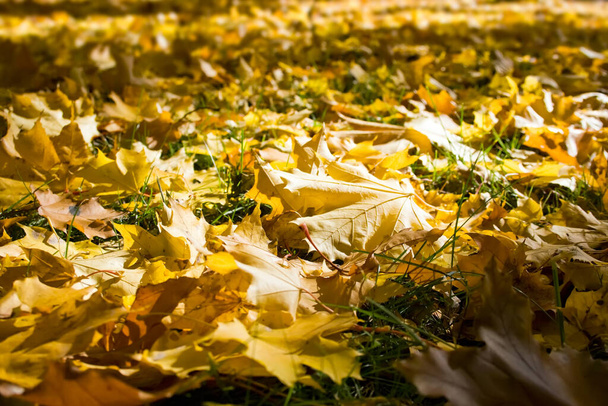 Yellow fallen leaves. It can be used as background - Foto, immagini