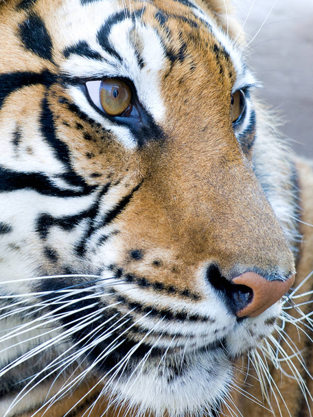 closeup portrait of tiger`s face - Фото, зображення