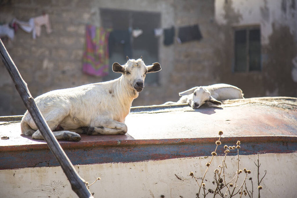 Wasini, Kenya , white goats in village - Foto, Bild