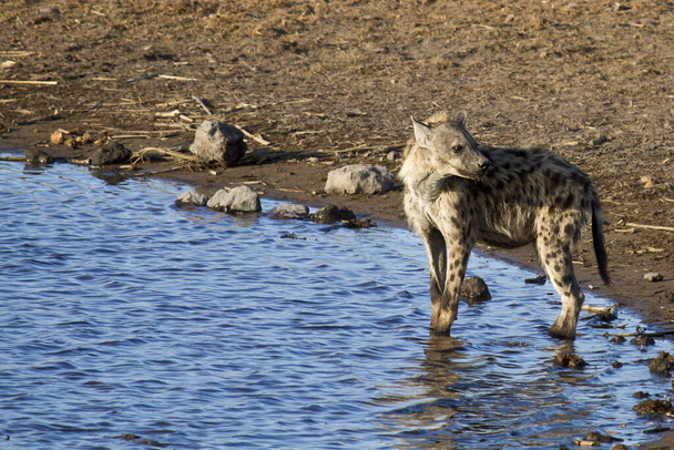 Hyena at wild nature - Fotoğraf, Görsel