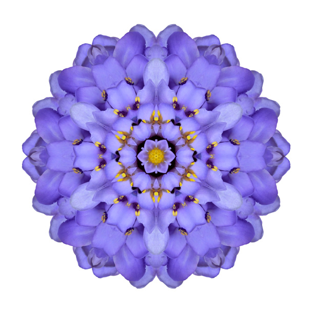 Mandala çiçek izole mavi iberis kaleidoscope - Fotoğraf, Görsel