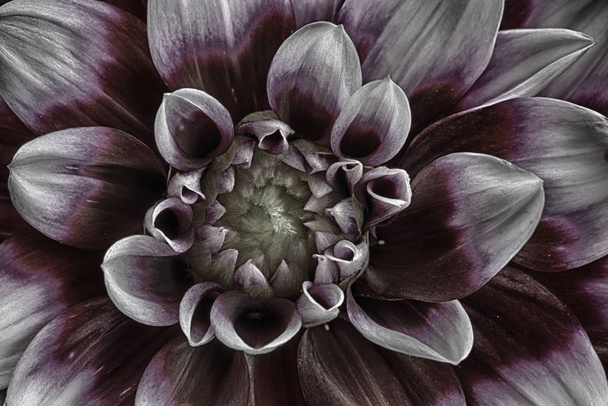 close-up view of beautiful blooming dahlia - Valokuva, kuva