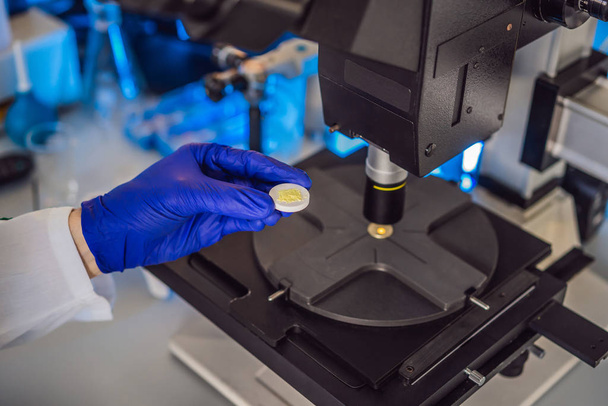 Science lab research safe of new drugs, microscope and pills coronavirus - 写真・画像