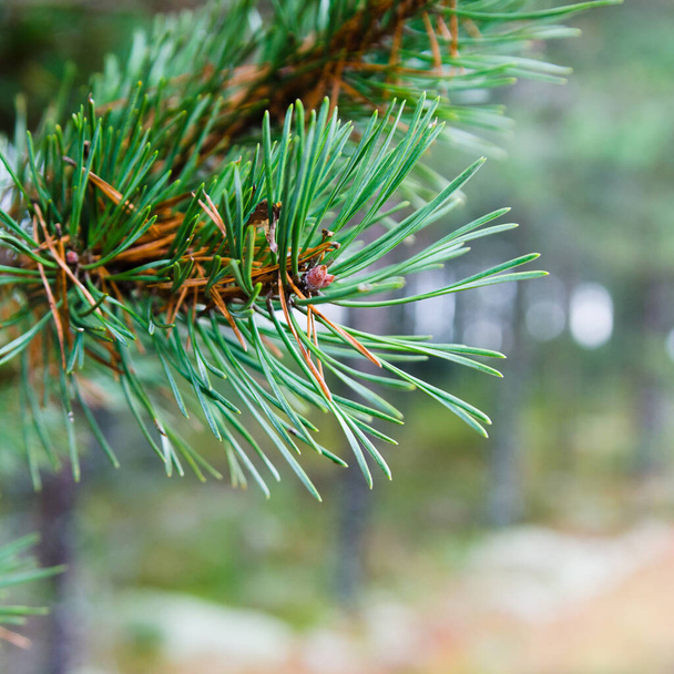 Branch of a pine, close up - Photo, Image