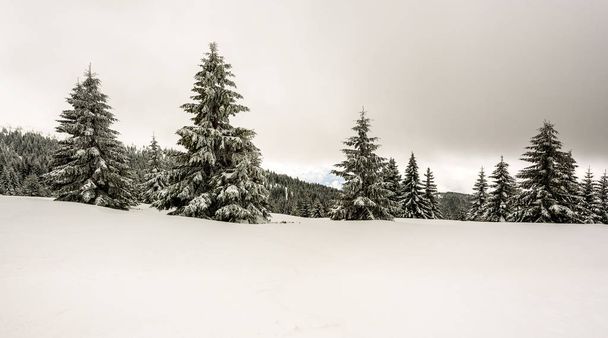 Kürkleri karla kaplı muhteşem kış manzarası. Soğuk dağ günü, egzotik kış manzarası. - Fotoğraf, Görsel