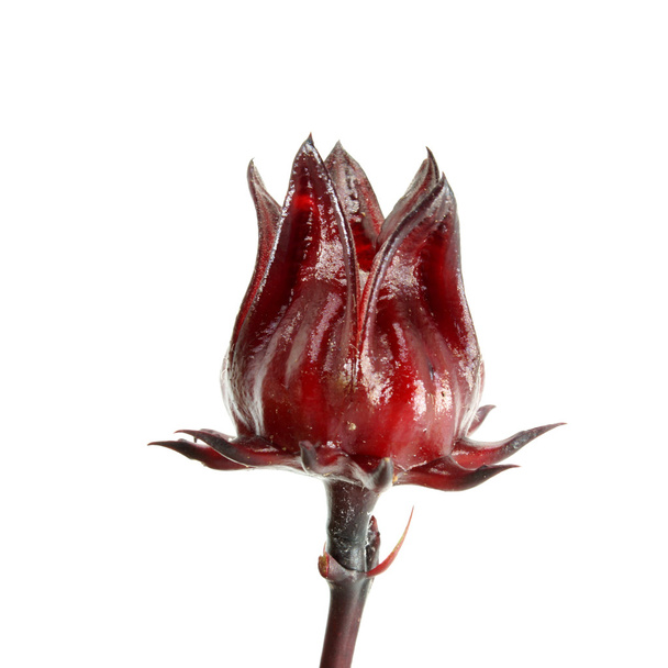 Hibiscus sabdariffa ή roselle φρούτα (hibiscus sabdariffa l.) - Φωτογραφία, εικόνα