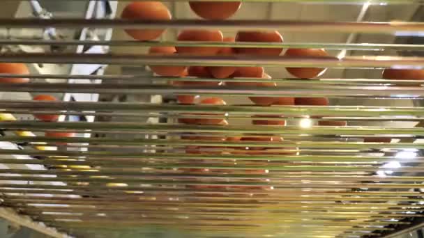 Hühnerfarm für die Eierproduktion. Vögel auf dem Bauernhof. Ausrüstung zur Haltung von Hühnerschichten. automatisiertes Eierpflücken. Mechanismus zur automatischen Eizellentnahme. - Filmmaterial, Video