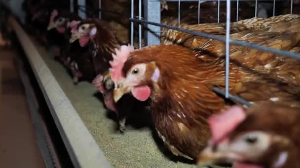 Kippenboerderij voor de eierproductie. Vogels op de boerderij. Apparatuur voor het houden van kippenlagen. Automatisch voederen van kippen. - Video