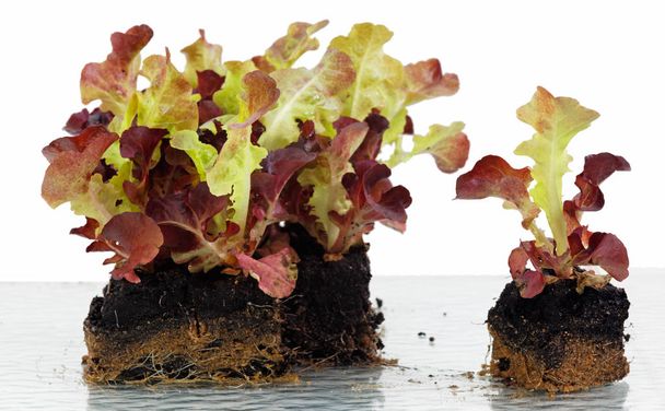 fresh salad of beet and radish on a white background - Foto, imagen