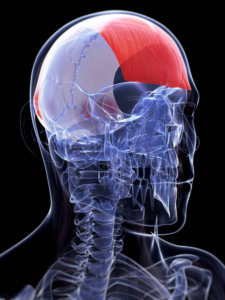 3d rendered illustration of the frontalis muscle - Φωτογραφία, εικόνα