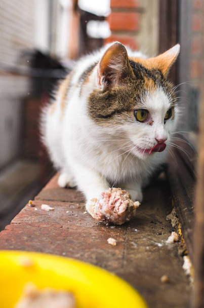 Gatto senzatetto mangia carne, solitario e arrabbiato
 - Foto, immagini