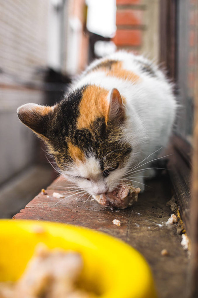 Koditon kissa syö lihaa, yksinäinen ja vihainen
 - Valokuva, kuva