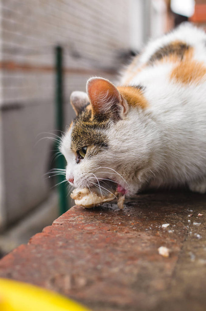 Homeless cat bites a piece of meat that she was treated to in cold weather - Photo, Image