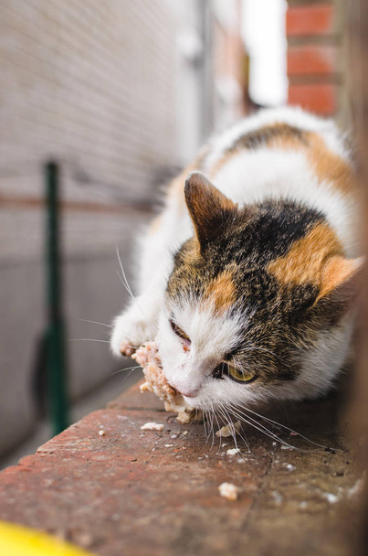 A hajléktalan macska megharap egy darab húst, amivel hideg időben kezelték. - Fotó, kép