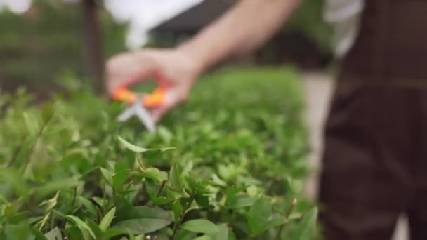 Senior man holding hand shears for cutting green bushes - Кадри, відео