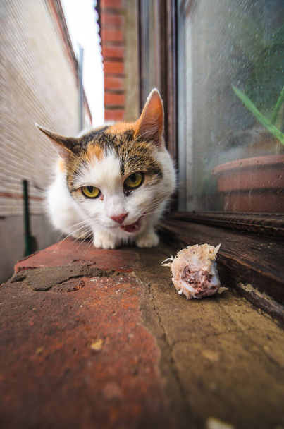 eine obdachlose Katze wird gefüttert, ein trauriges Foto auf einem Weitwinkelobjektiv - Foto, Bild