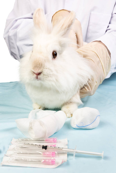 white rabbit is scanned at the vet - Photo, Image