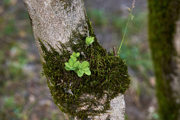 Стовбур дерева з мохом
 - Фото, зображення