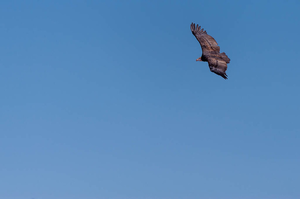 Sup bělohlavý v letu přes Etosha - Fotografie, Obrázek