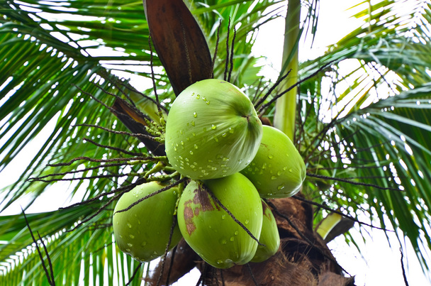 groene kokosnoot boom - Foto, afbeelding
