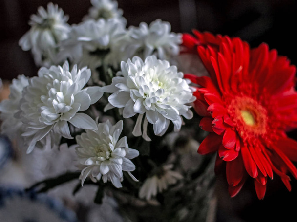 bouquet of white chrysanthemums with red gerbera in a small vase, macro, soft focus - Foto, Imagem