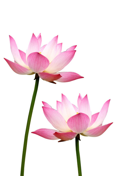 lotus on isolate white background. - Фото, зображення