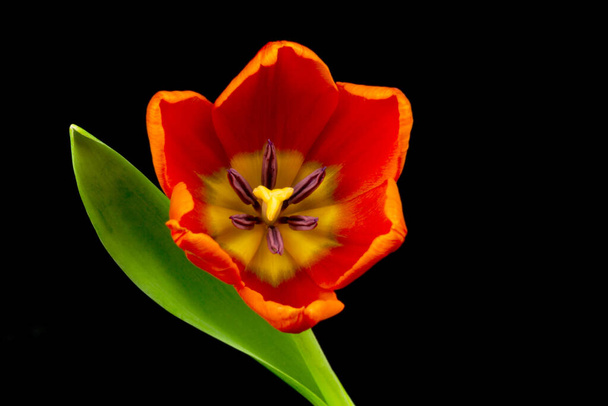 red tulip close-up,flower against a black background - Фото, зображення