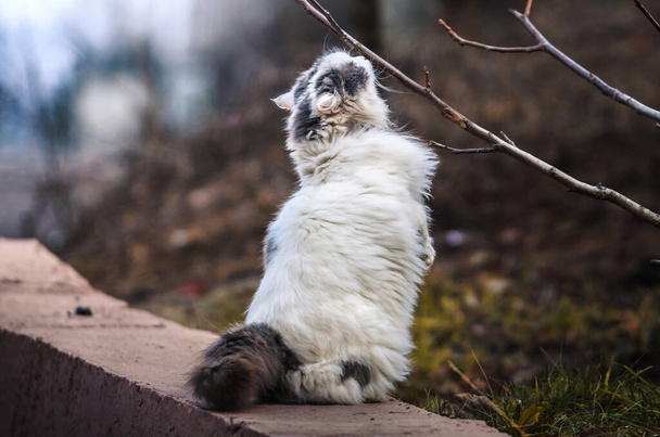 A fluffy big cat stands on two paws and sniffs a branch - Photo, Image