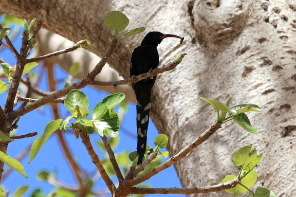 black billed wood hoopoe,  Phoeniculus somaliensis - Photo, Image