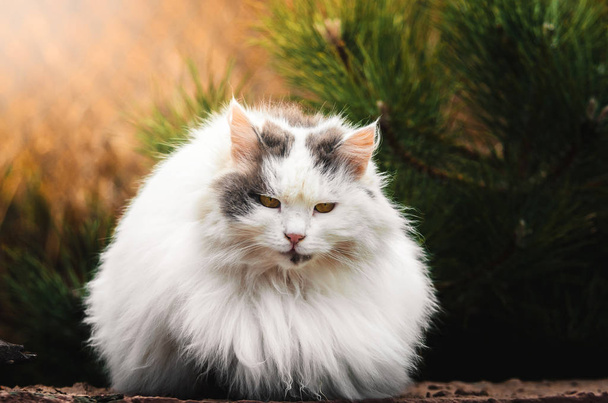 A large fluffy cat, like a ball with no legs visible, sits on a bright saturated background - Photo, Image