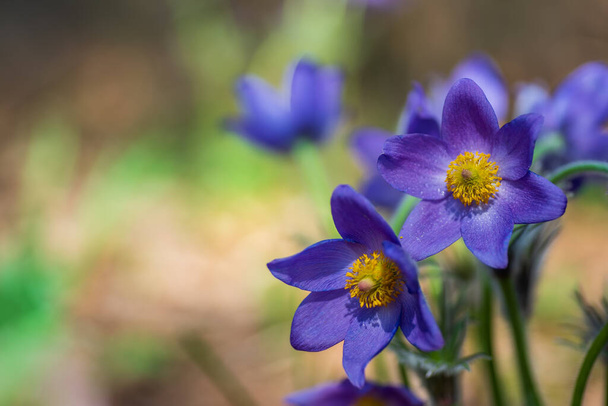Flores pascuales o anémonas en el soleado bosque de primavera
 - Foto, Imagen