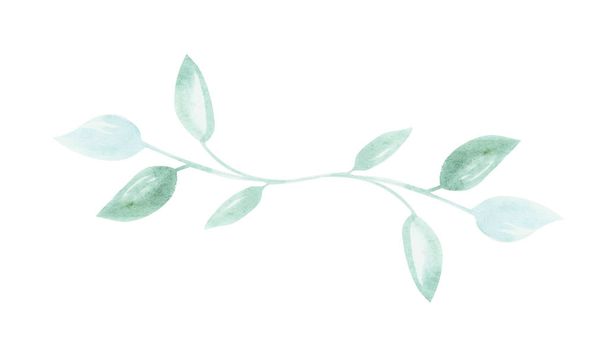 Illustration of a watercolor twig of a plant with leaves as an ornament for decoration on a white isolated background - Photo, Image