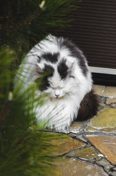 A thrown and very fluffy cat sits and sleeps on a tile near the house - Photo, Image
