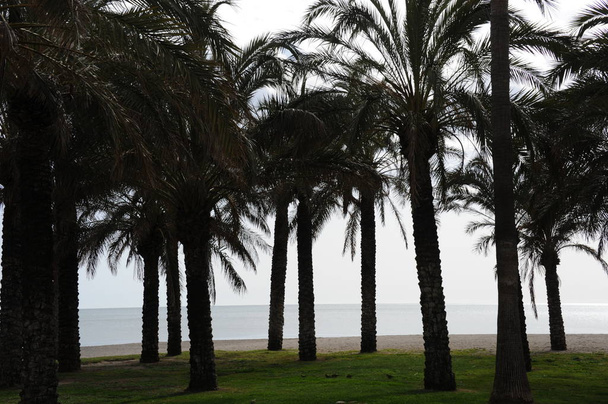 palm leaves at Spain, copy space  - Foto, Imagem