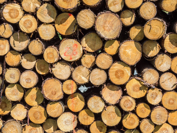 Textura de troncos de árvore Firewood
 - Foto, Imagem