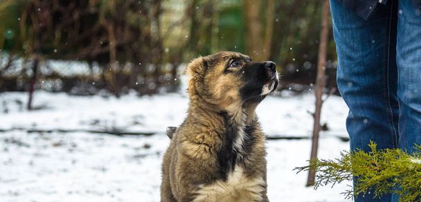 Pies karmiony rękami podczas opadów śniegu, szczeniak Alabai, baner fotograficzny - Zdjęcie, obraz