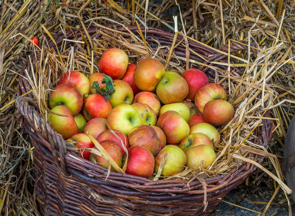 Збирання органічних яблук в кошику
 - Фото, зображення