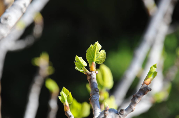 fig fruits, tree green leaves, fruit tree  - Фото, зображення