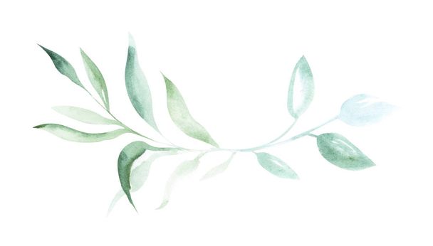 装飾の形で白い孤立した背景に植物の緑の小枝を描く水彩画のイラスト - 写真・画像