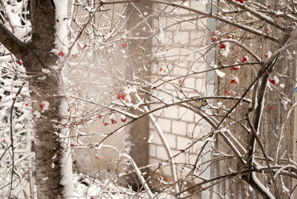 warme Winterlandschaft. viburnum Busch im Schnee. eine Meise im Hintergrund. Symbol der Ukraine - Foto, Bild