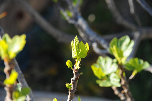 fig leaves, tree foliage, green flora - Zdjęcie, obraz