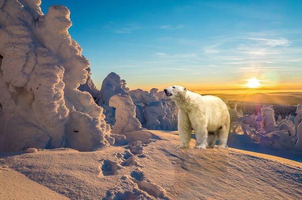 Ours polaire dans un paysage hivernal au coucher du soleil
 - Photo, image