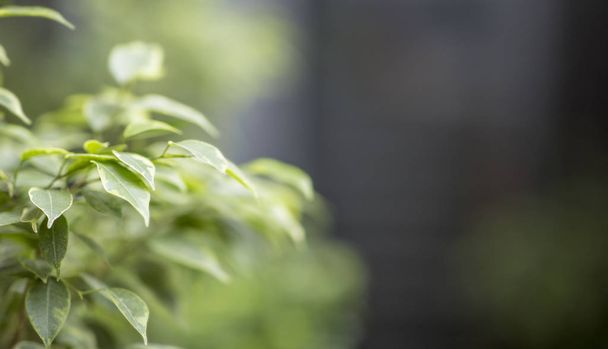 Giovane pianta verde all'aperto, sfondo sfocato, eco
 - Foto, immagini