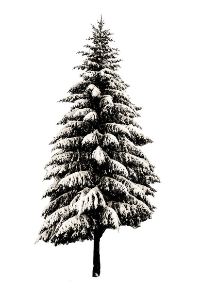 Fir-tree isolated on white background - Photo, Image