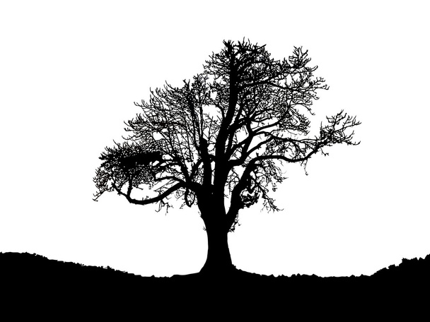 Sílhueta das árvores
 - Vetor, Imagem