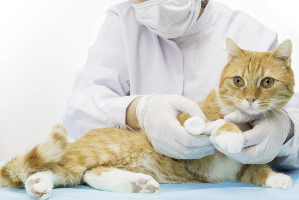 veterinarian treatment create association - Valokuva, kuva
